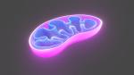 Mitochondrie - naše malé osobní elektrárny